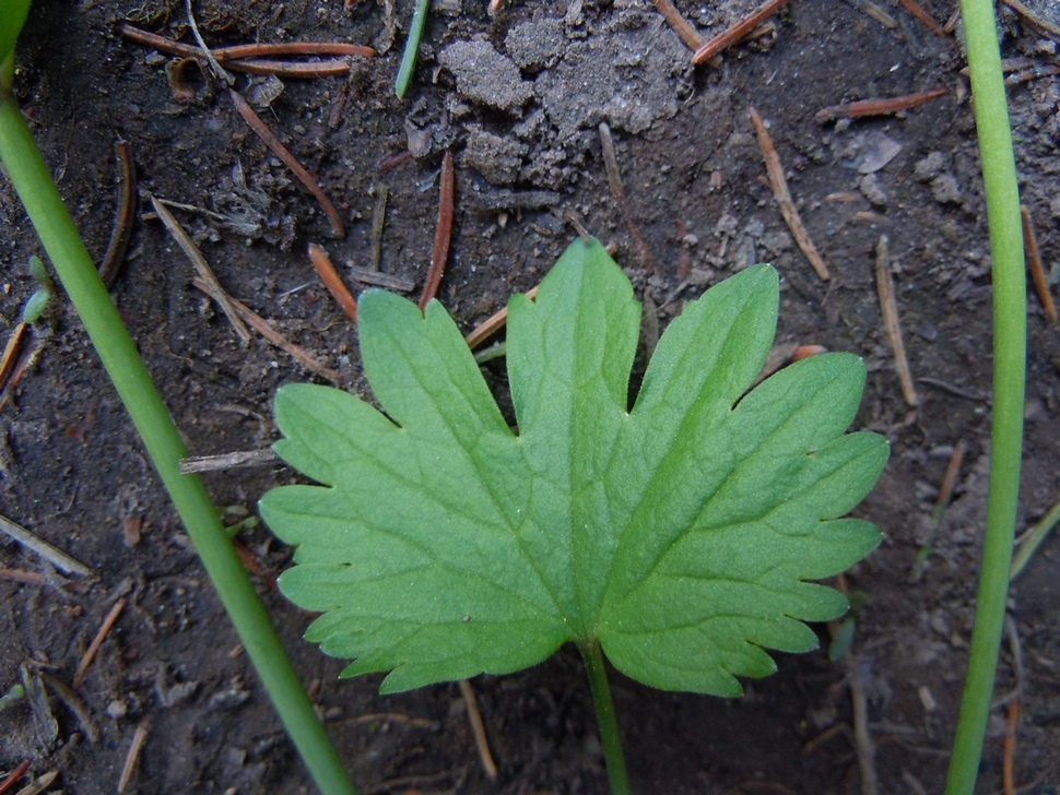 Изображение особи Ranunculus monophyllus.