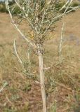 род Artemisia