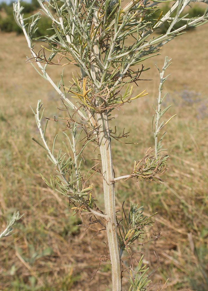 Image of genus Artemisia specimen.