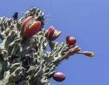 View full-size image genus Cereus