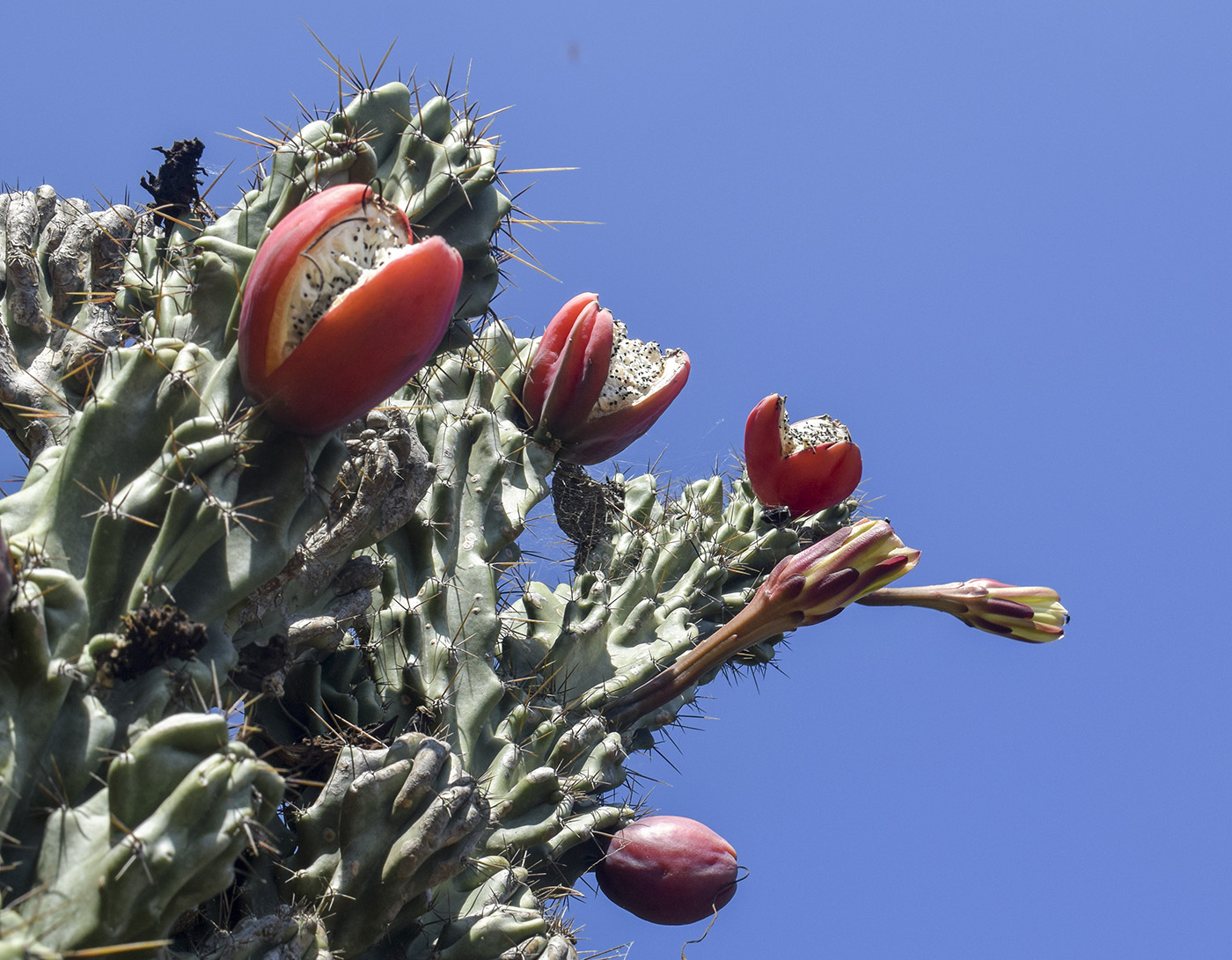 Image of genus Cereus specimen.