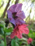 Pulmonaria obscura