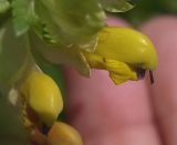 Rhinanthus подвид subalpinus