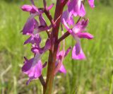 Anacamptis laxiflora subspecies elegans. Часть соцветия. Украина, Днепропетровская обл., Петриковский р-н, пгт Куриловка, луг в пойме Днепра. 29.05.2011.