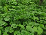 Brunnera sibirica