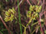 Valerianella dentata. Соплодия. ЮВ Крым, окр. пос. Коктебель, хр. Кучук-Янышар. 8 июня 2011 г.