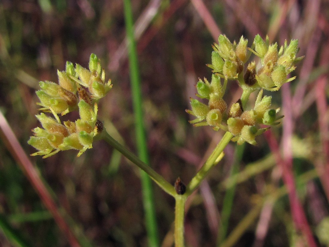 Изображение особи Valerianella dentata.