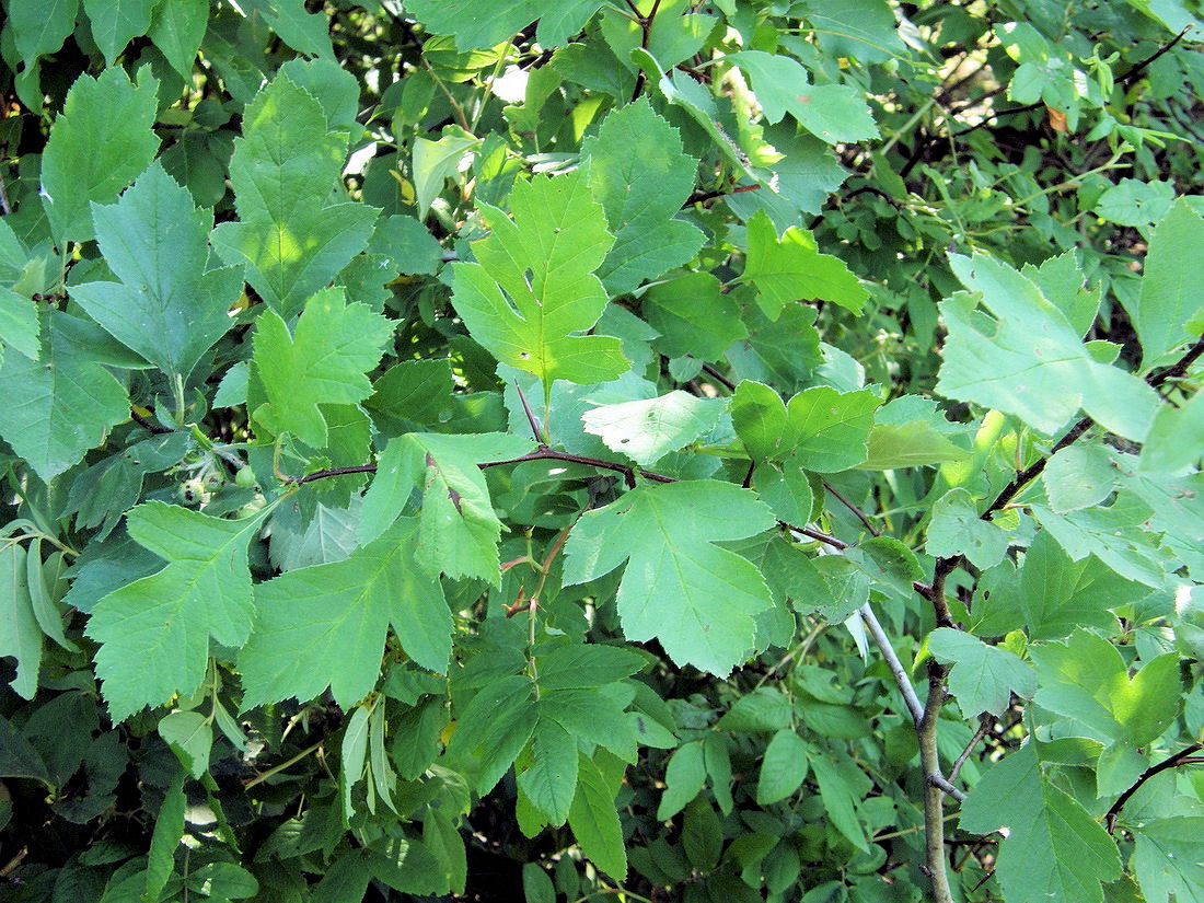 Изображение особи Crataegus maximowiczii.