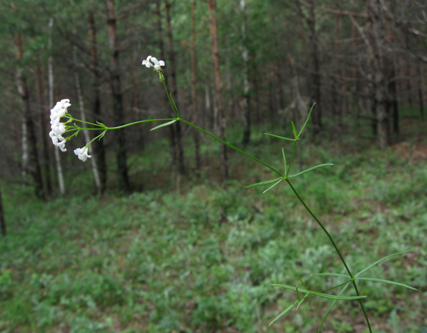 Изображение особи Galium triandrum.