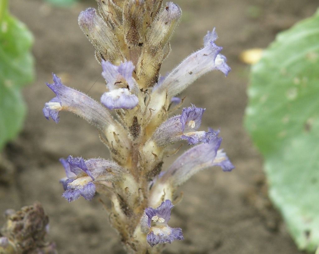 Изображение особи Phelipanche brassicae.