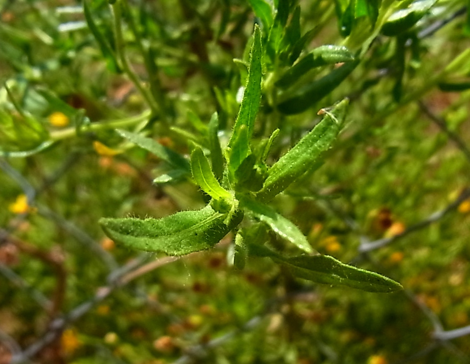 Изображение особи Dittrichia graveolens.