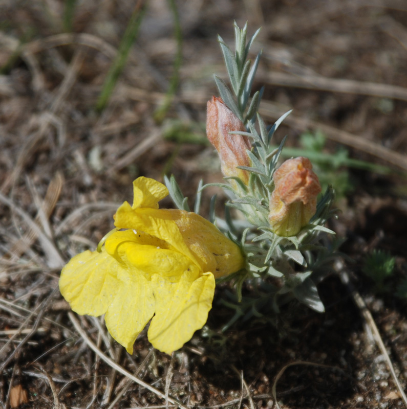 Image of Cymbaria daurica specimen.