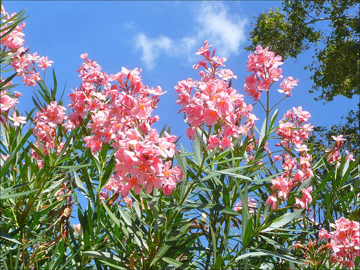 Изображение особи Nerium oleander.