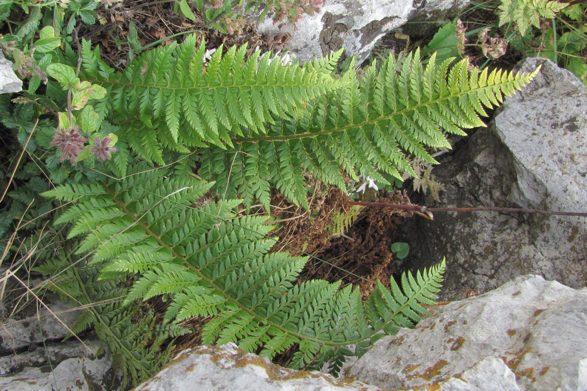 Изображение особи Polystichum aculeatum.