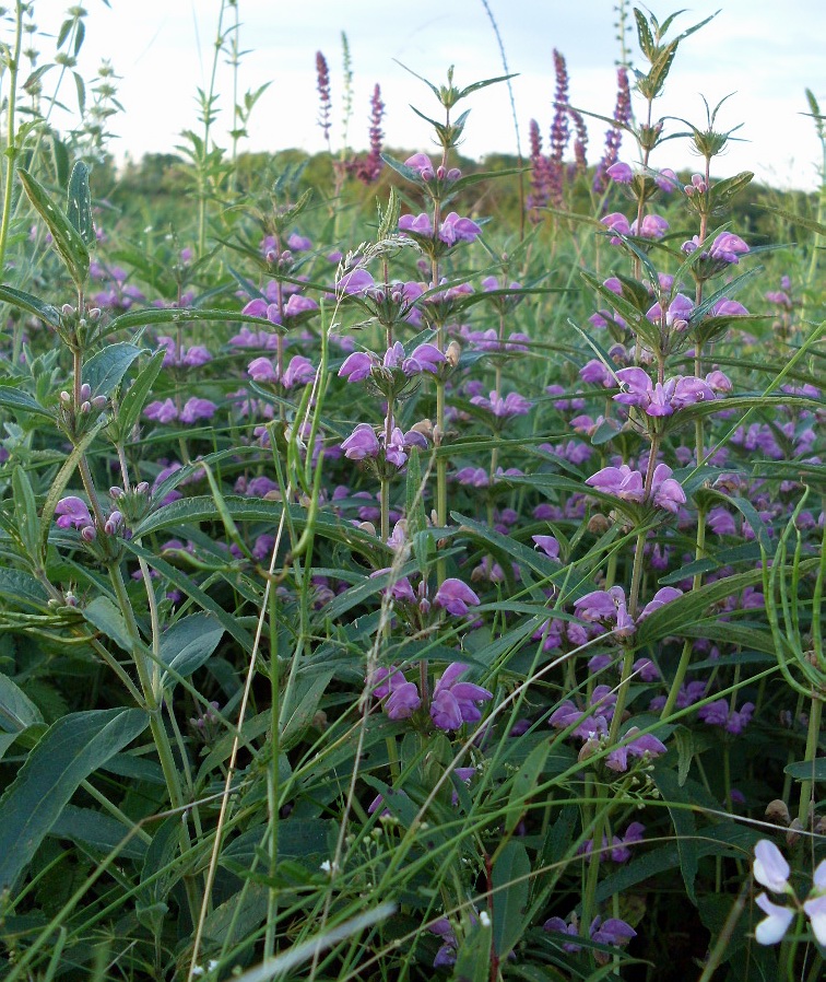 Image of Phlomis pungens specimen.