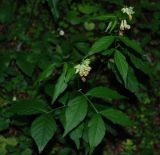 Vicia oroboides. Верхушка цветущего растения. Черногория, Динарское нагорье, горный массив Дурмитор. 03.07.2011.