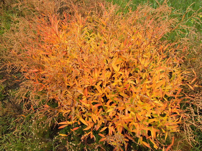 Изображение особи Aconogonon alpinum.