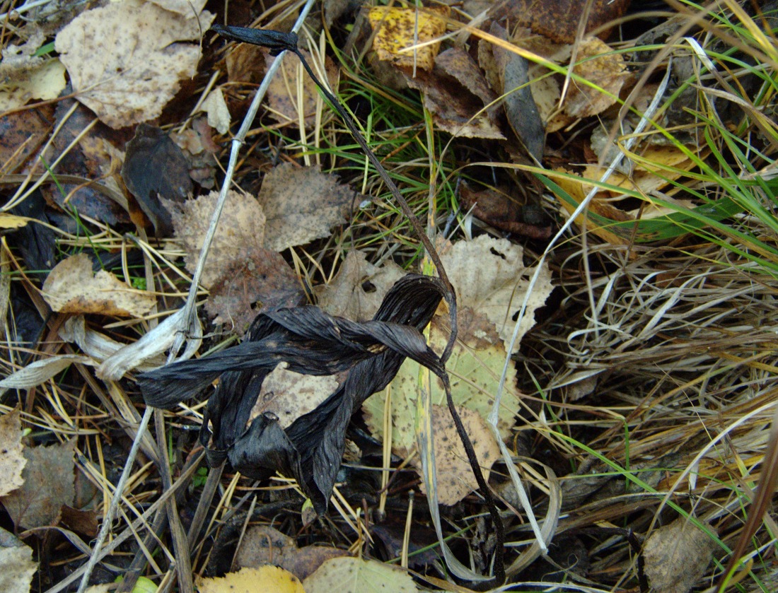 Image of Cypripedium guttatum specimen.