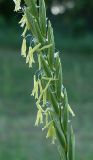 Elytrigia repens