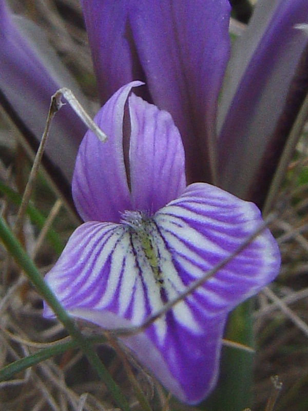 Изображение особи Iris loczyi.