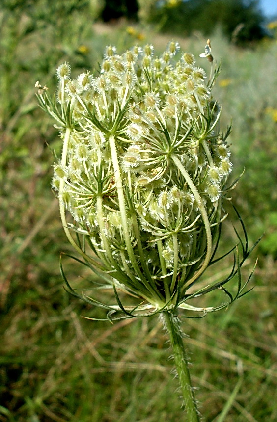 Image of Daucus carota specimen.