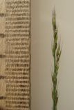 Muhlenbergia schreberi