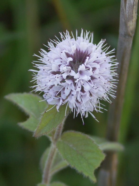 Image of Mentha aquatica specimen.