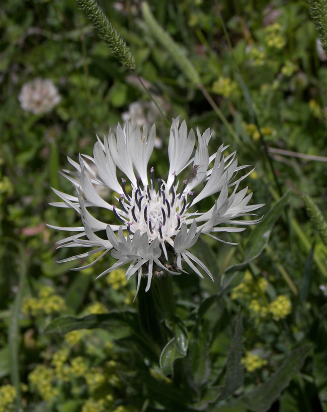 Image of Centaurea cheiranthifolia specimen.