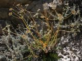 Hymenolaena badachschanica. Плодоносящее растение. Таджикистан, Памир, восточнее перевала Кой-Тезек, 4200 м н.у.м. 02.08.2011.