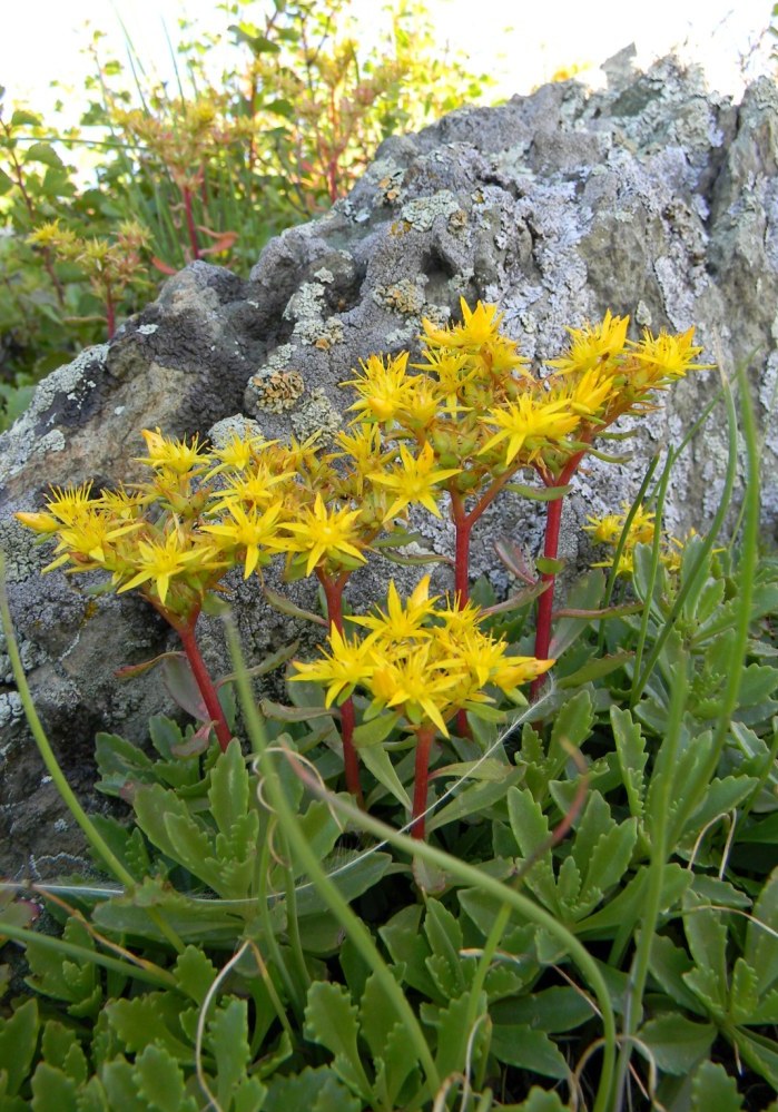 Изображение особи Aizopsis hybrida.