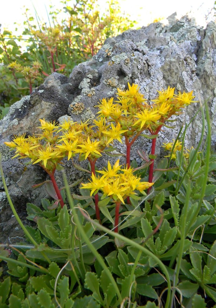 Image of Aizopsis hybrida specimen.