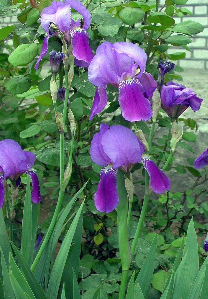 Image of Iris germanica specimen.