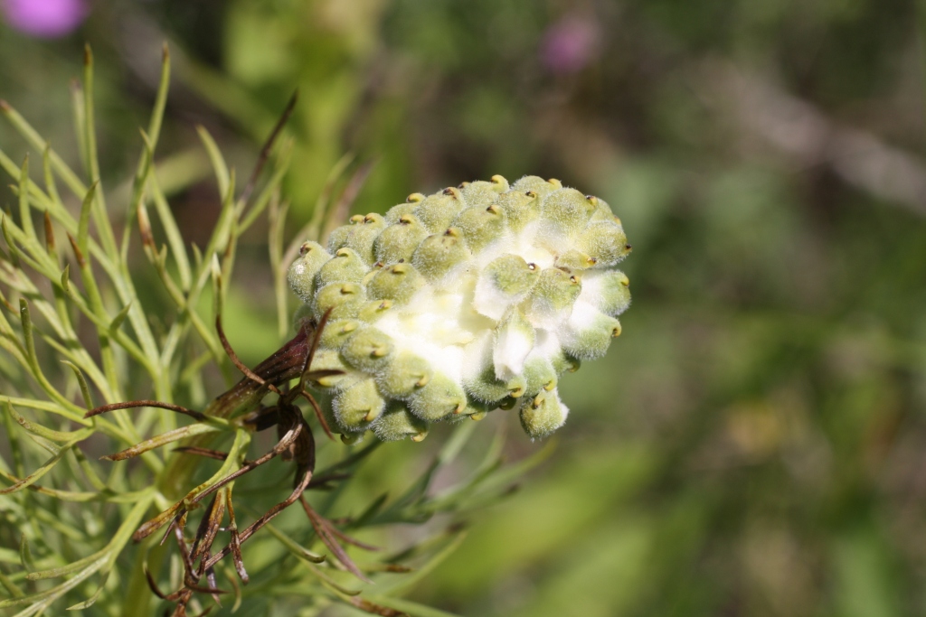 Image of Adonis vernalis specimen.