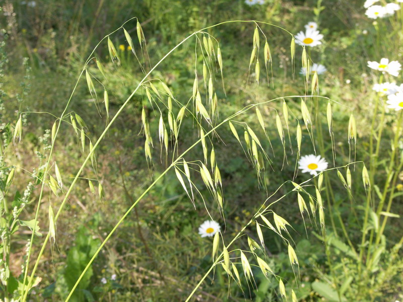 Image of Avena fatua specimen.