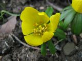 Eranthis hyemalis