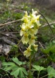 Corydalis bracteata