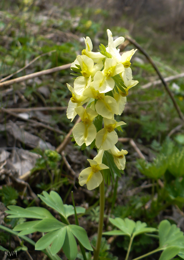 Изображение особи Corydalis bracteata.