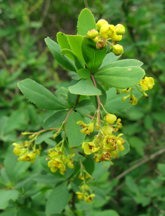 Изображение особи род Berberis.