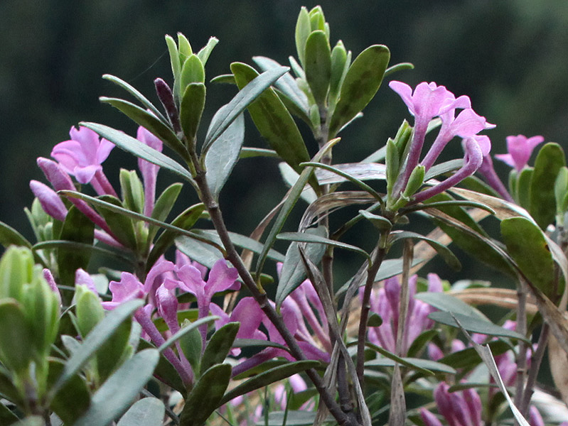 Image of Daphne woronowii specimen.