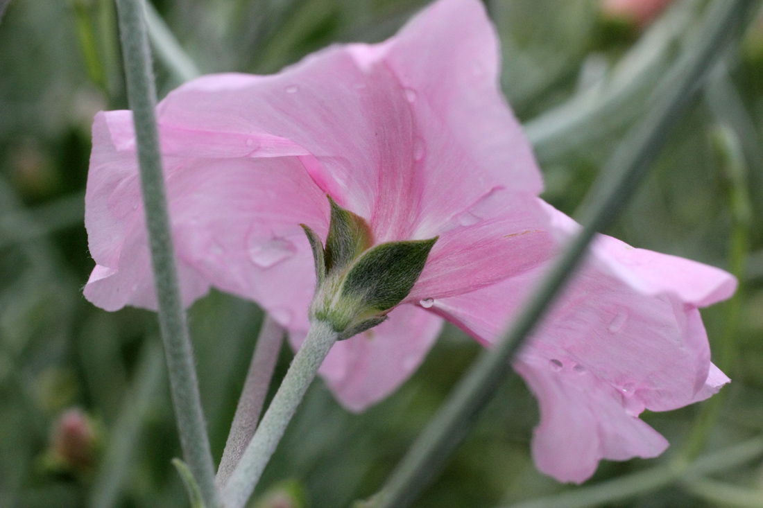 Image of Convolvulus subhirsutus specimen.