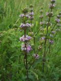 Phlomoides tuberosa