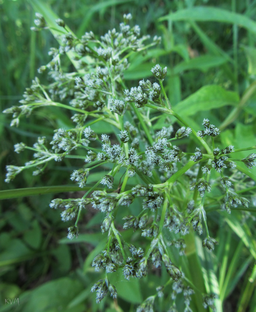 Image of Scirpus sylvaticus specimen.