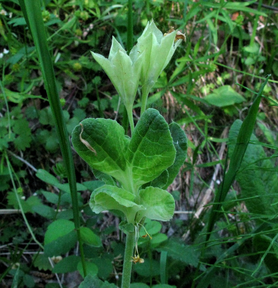 Image of Primula macrocalyx specimen.