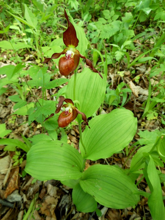 Изображение особи Cypripedium &times; microsaccos.