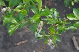 Salix phylicifolia