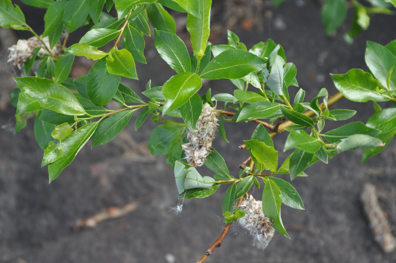 Image of Salix phylicifolia specimen.