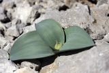Allium karataviense