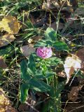 Trifolium pratense