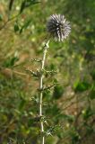 Echinops armatus