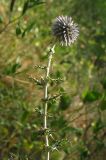 Echinops armatus. Верхняя часть цветущего растения. Южный Берег Крыма, окр. Ялты. 23 июля 2012 г.